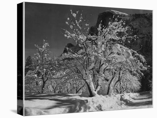 Trees With Snow On Branches "Half Dome Apple Orchard Yosemite" California. April 1933. 1933-Ansel Adams-Stretched Canvas