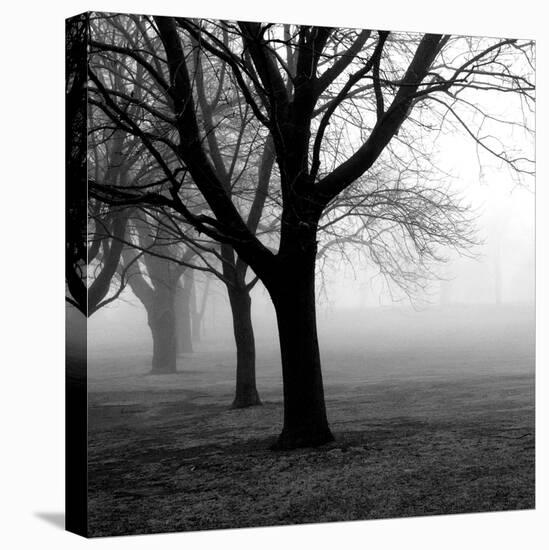 Trees-null-Premier Image Canvas