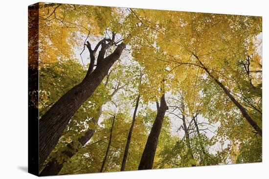 Trees-Gordon Semmens-Premier Image Canvas