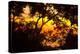 Trees-Mark Ashkenazi-Premier Image Canvas