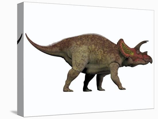 Triceratops, a Herbivorous Dinosaur from the Cretaceous Period-null-Stretched Canvas