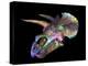 Triceratops Dinosaur Skull-Smithsonian Institute-Premier Image Canvas