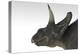 Triceratops Dinosaur, White Background-null-Stretched Canvas