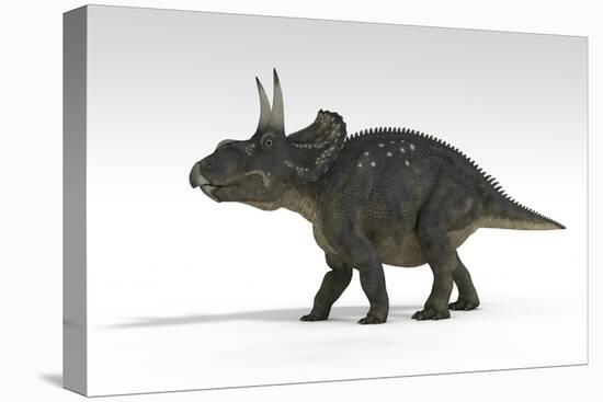 Triceratops Dinosaur, White Background-null-Stretched Canvas