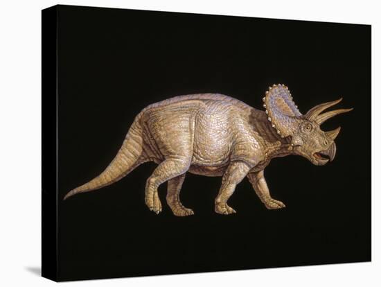 Triceratops Dinosaur-Joe Tucciarone-Premier Image Canvas