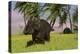 Triceratops Roaming a Tropical Environment-null-Stretched Canvas