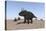 Triceratops Walking across a Barren Landscape-null-Stretched Canvas