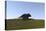 Triceratops Walking across a Grassy Field-null-Stretched Canvas