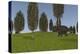 Triceratops Walking across a Grassy Field-null-Stretched Canvas