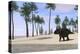 Triceratops Walking Along the Shoreline-null-Stretched Canvas