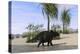 Triceratops Walking Along the Shoreline-null-Stretched Canvas