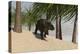 Triceratops Walking in a Tropical Environment-null-Stretched Canvas