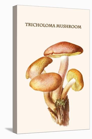 Tricholoma Mushroom-L. Dufour-Stretched Canvas