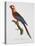 Tricolor Macaw-Jacques Barraband-Premier Image Canvas