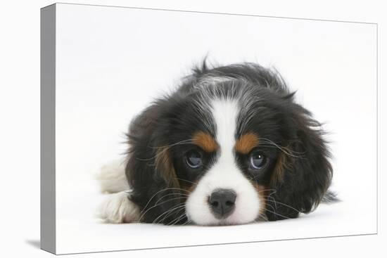 Tricolour Cavalier King Charles Spaniel Puppy, Lying with Chin on Floor-Mark Taylor-Premier Image Canvas