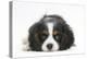 Tricolour Cavalier King Charles Spaniel Puppy, Lying with Chin on Floor-Mark Taylor-Premier Image Canvas