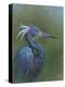 Tricolour Egret-Michael Jackson-Premier Image Canvas