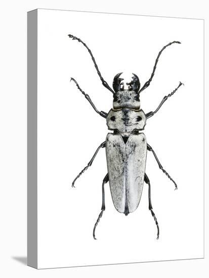 Trictenotoma Beetle-Lawrence Lawry-Premier Image Canvas