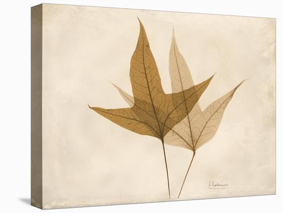 Trident Maple Moments-Albert Koetsier-Stretched Canvas