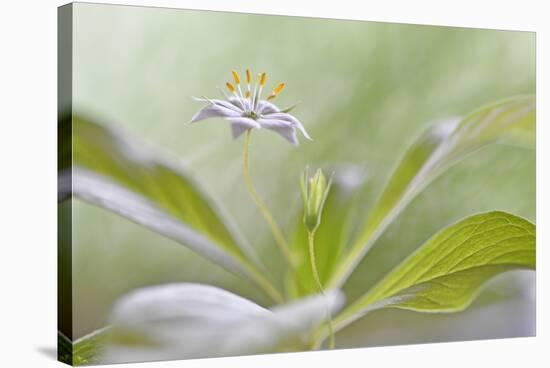 Trientalis Europ?a-Heidi Westum-Stretched Canvas