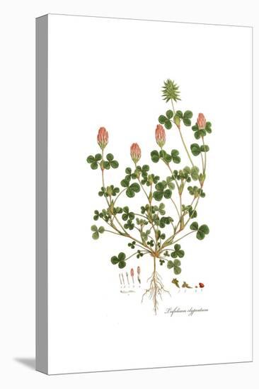 Trifolium clypeatum, Flora Graeca-Ferdinand Bauer-Premier Image Canvas