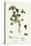 Trifolium Striatum Soft Knotted Trefoil-null-Premier Image Canvas