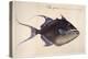 Trigger-Fish, 1585-John White-Premier Image Canvas