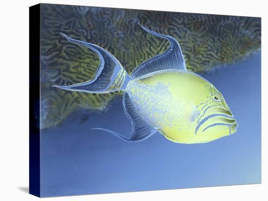 Trigger Fish-Durwood Coffey-Premier Image Canvas