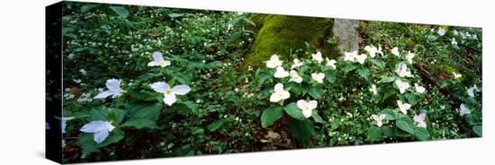 Trillium Wildflowers on Plants, Chimney Tops, Great Smoky Mountains National Park, Gatlinburg-null-Premier Image Canvas