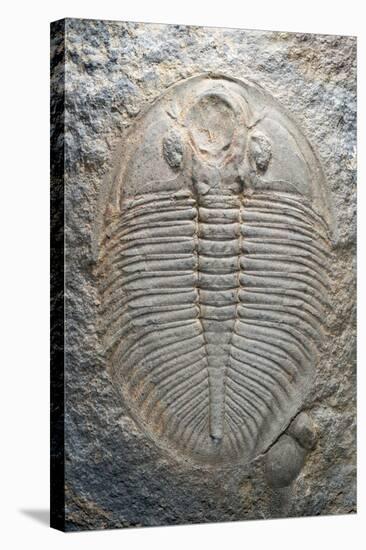 Trilobite Fossil-Sinclair Stammers-Premier Image Canvas