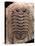 Trilobite Fossil-Sinclair Stammers-Premier Image Canvas