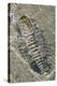 Trilobite Fossil-Alan Sirulnikoff-Premier Image Canvas