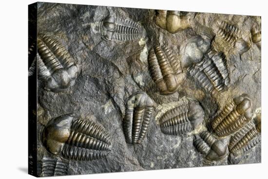 Trilobite Fossils-Sinclair Stammers-Premier Image Canvas