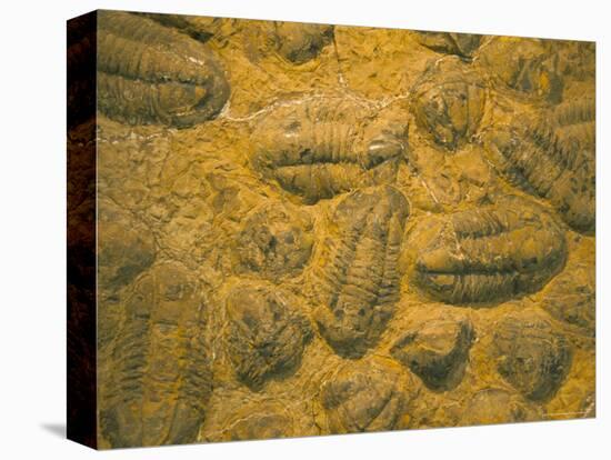 Trilobites (Platypectoides), Fossils from the Ordovician, Dades Valley, Morocco-Tony Waltham-Premier Image Canvas