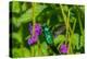 Trinidad. Blue-chinned sapphire hummingbird feeding on vervain flower.-Jaynes Gallery-Premier Image Canvas