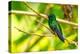 Trinidad. Blue-chinned sapphire hummingbird in Yerette refuge.-Jaynes Gallery-Premier Image Canvas