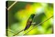 Trinidad. Copper-rumped hummingbird in Yerette refuge.-Jaynes Gallery-Premier Image Canvas