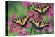 Trio of Eastern Tiger Swallowtail on Pink Dogwood Blooms-Darrell Gulin-Premier Image Canvas