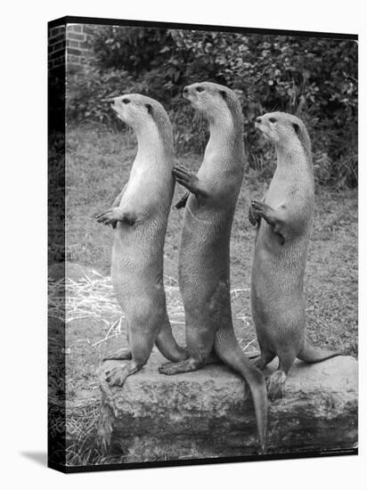 Trio of Otters-null-Premier Image Canvas