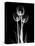 Trio Tulip Xray-Albert Koetsier-Stretched Canvas