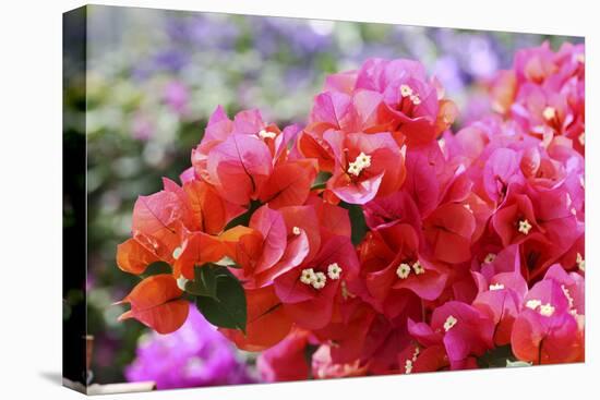 Triplet's Flowers, Blossoms, Bougainvillaea-Sweet Ink-Premier Image Canvas