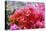 Triplet's Flowers, Blossoms, Bougainvillaea-Sweet Ink-Premier Image Canvas
