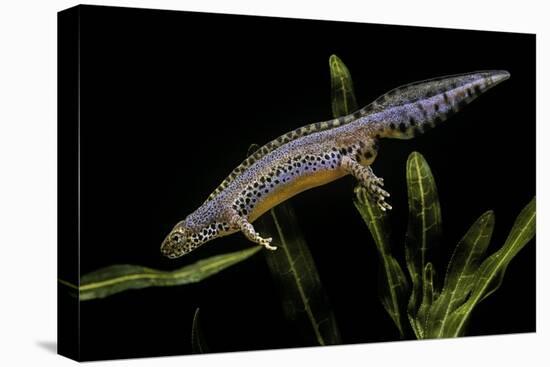 Triturus Alpestris (Alpine Newt)-Paul Starosta-Premier Image Canvas