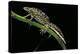 Triturus Marmoratus (Marbled Newt)-Paul Starosta-Premier Image Canvas