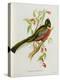 Trogon Ambiguus-John Gould-Premier Image Canvas