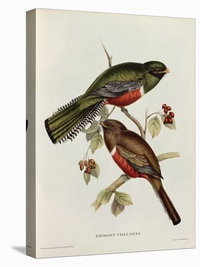 Trogon Collaris-John Gould-Premier Image Canvas