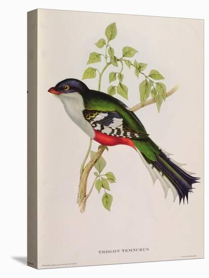 Trogon Temnurus from 'Tropical Birds', 19th Century-John Gould-Premier Image Canvas