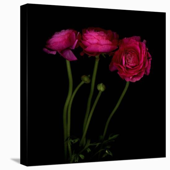 Trois Belles - Ranunculus-Magda Indigo-Stretched Canvas