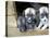 Troms, Tromso, Young Husky Puppies, Bred for a Dog Sledding Centre, Crowd Kennel Doorway , Norway-Mark Hannaford-Premier Image Canvas