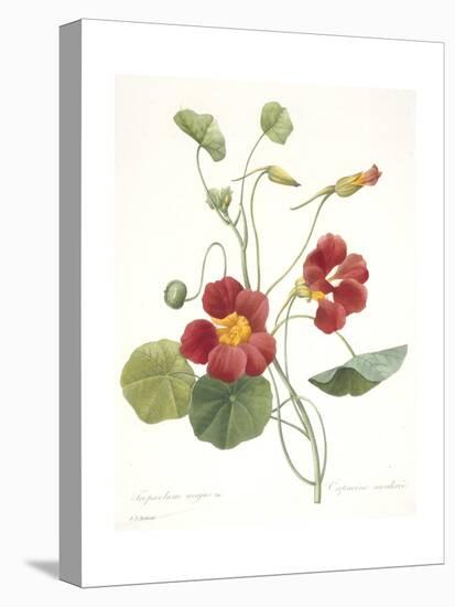 Tropaeolum Majus (Garden Nasturtium), 1827-Pierre Joseph Redoute-Premier Image Canvas